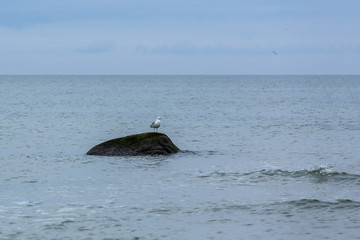 Fiskmås sitter på en sten vid havet