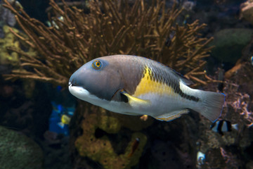 Fototapeta na wymiar Azurio tuskfish seen from the side in its natural habitat - sea and ocean fish
