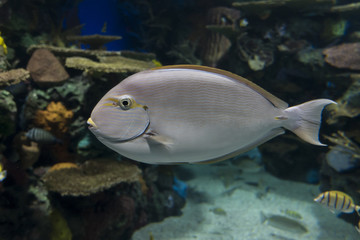 Surgeonfish - tropical sea and ocean fish
