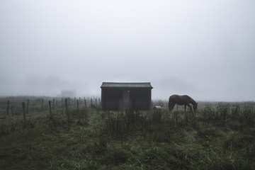 Horse In Field