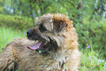 A young dog breeds a border terrier lies on a green grass with an open jaw.