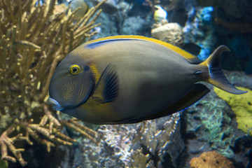 Naklejka na ściany i meble Surgeonfish - tropical sea and ocean fish