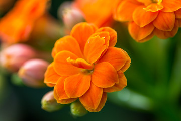 Detail of the young and fresh orange blossom