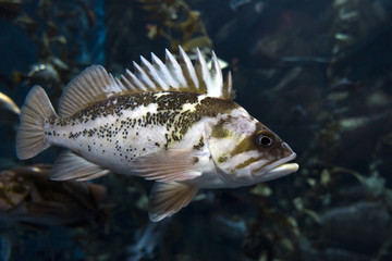 Quillback rockfish (Sebastes maliger), Inhabit rocky bottoms and reefs