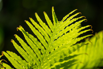 Detal and macro of fern leaves, green blurred background