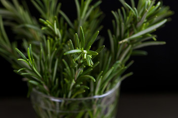 bouquet of rosemary in a glass on a dark background