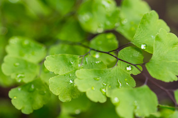 Water drops on the small green leaves. Fresh and health plant, nature.