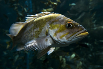 Quillback rockfish (Sebastes maliger), Inhabit rocky bottoms and reefs