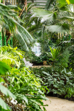 Indoor of the tropical jungle greenhouse. Tropical fresh and exotic plants