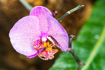 Detail of the orchid blossom. Pink blossom with green leaf