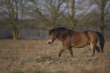 Poney Exmoor