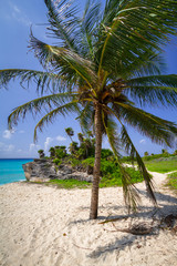 Palm tree at the beach of Caribbean sea in Mexico