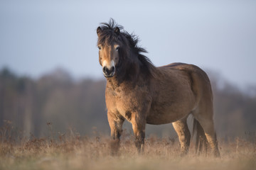 Poney Exmoor