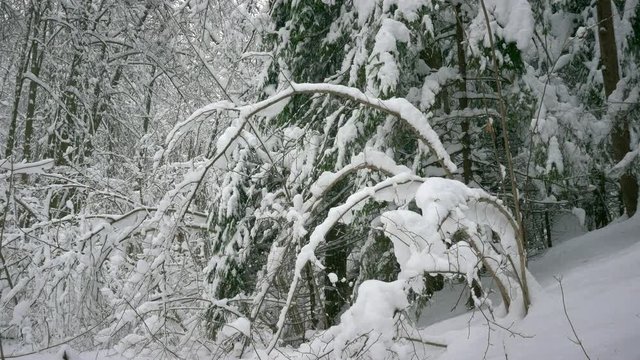 winter forest, trees in the snow, light snow falls