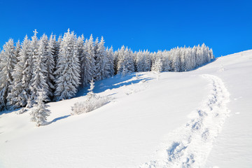 On a frosty beautiful day among high mountains are magical trees covered with white fluffy snow against the magical winter landscape. Scenery for the tourists.