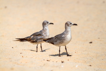 Seagulls on the beach of Caribbean Sea, Mexico