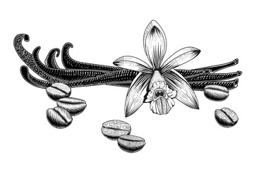 Vanilla and coffee beans vector illustration.