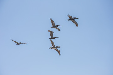 Pelicans