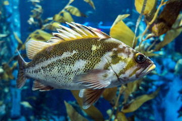 Quillback rockfish (Sebastes maliger), Inhabit rocky bottoms and reefs