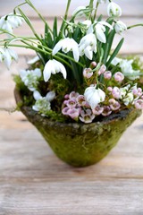 Schneeglöckchen mit Wachsblume 
