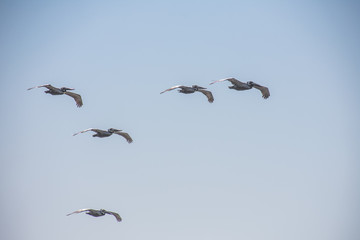 Pelicans