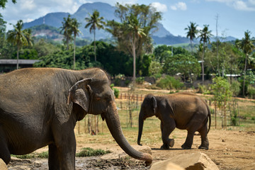 Elephants in national park