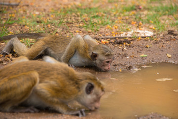 Two Monkeys Lying on their Stomachs Drinking Water from a Puddle