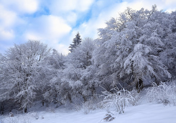 A beautiful winter scenery with sky covered with clouds, with forest trees covered with interesting, frosty textured snow. Large snowdrifts with grass covered with snowflakes. Christmas mood.