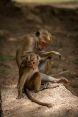 Naklejka premium Mother Monkey Grooming it's Baby