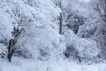 Trees are covered with fluffy snow. Beautiful winter fairy scenery. The grass in the snowdrifts covered with frost. Landscape for Christmas cards.