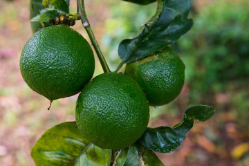lemon ready for the harvest