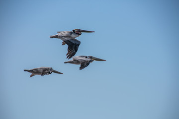Pelicans