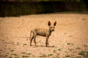 Wild Puppy with Tall Ears