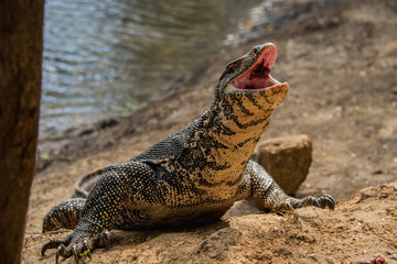 Monitor Lizard Eating with it's Mouth Open on a River Bank