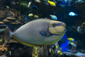 Fototapeta na wymiar Bignose unicornfish (Naso vlamingii) sea and ocean fish