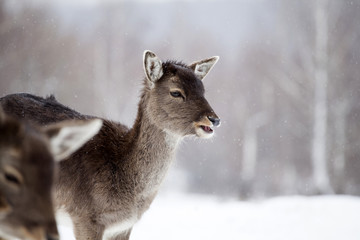 Obraz premium Deer in wintertime