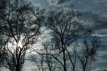 Bare branches of the tree ,color toned.Abstract background.
