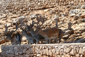 herd od deers to the zoo