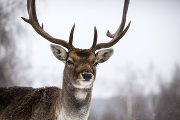 Naklejka na ściany i meble Deer in wintertime