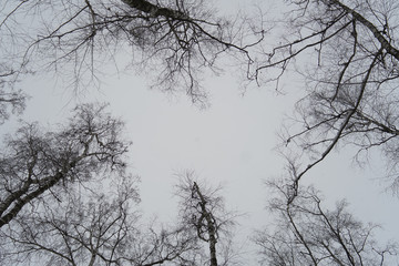 gray sky through the branches of trees