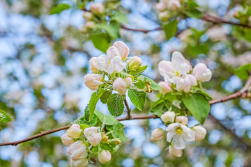 Flowering branch of apple-tree in a spring orchard, close-up