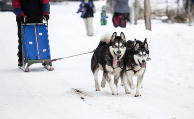 Sledding with husky dogs in Romania