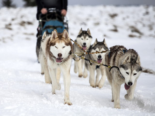 Sledding with husky dogs in Romania