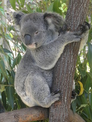 Fototapeta na wymiar koala