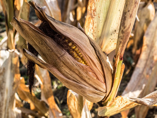 An ear of corn with its leaves.