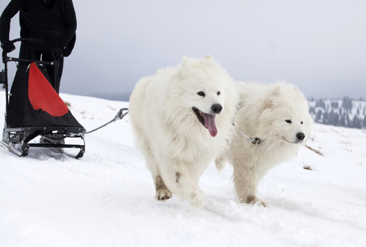 Sledding with spitz dogs in Romania