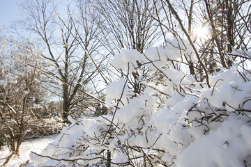 snow on bushes and shrubs