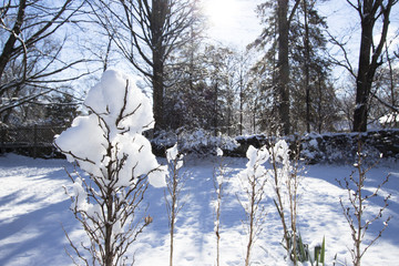 snow on bushes and shrubs