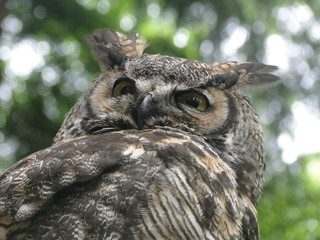 owl
