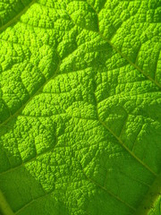 leaf texture